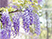 Fujitaka - Wisteria Flower